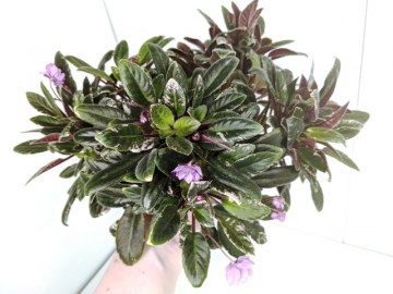 Филка Senks Azalea Trail трейлер 08012022